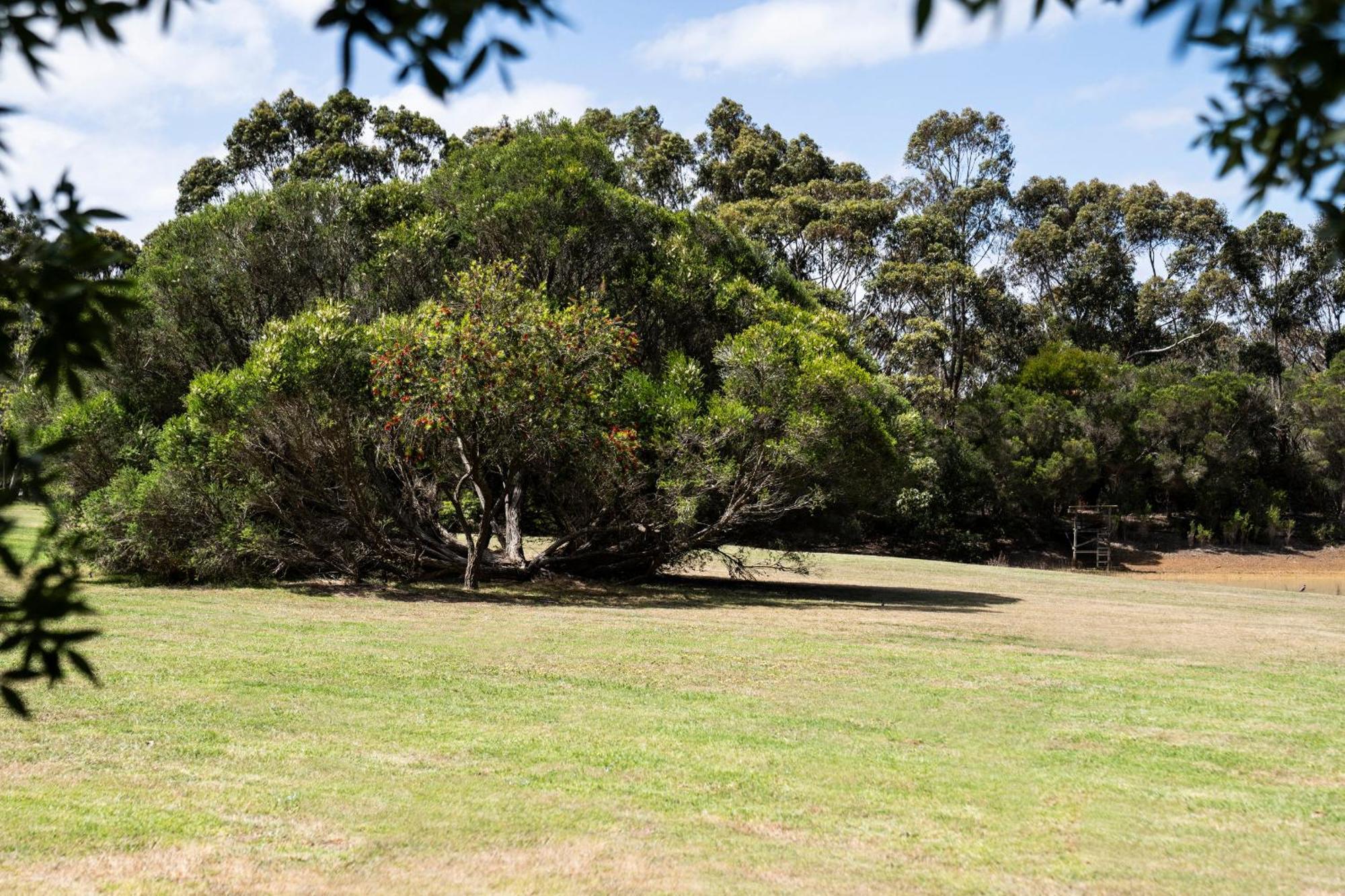 Bells Beach Cottages Bellbrae Exteriör bild